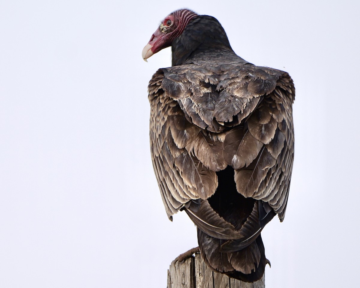 Turkey Vulture - ML617086086