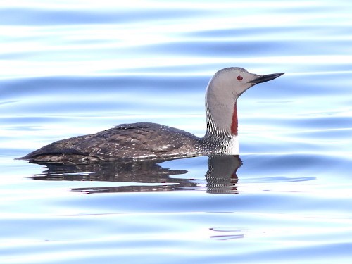 Red-throated Loon - David Cooper