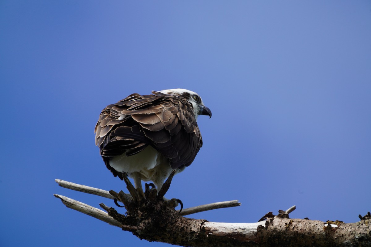 Águila Pescadora (Australia) - ML617086097