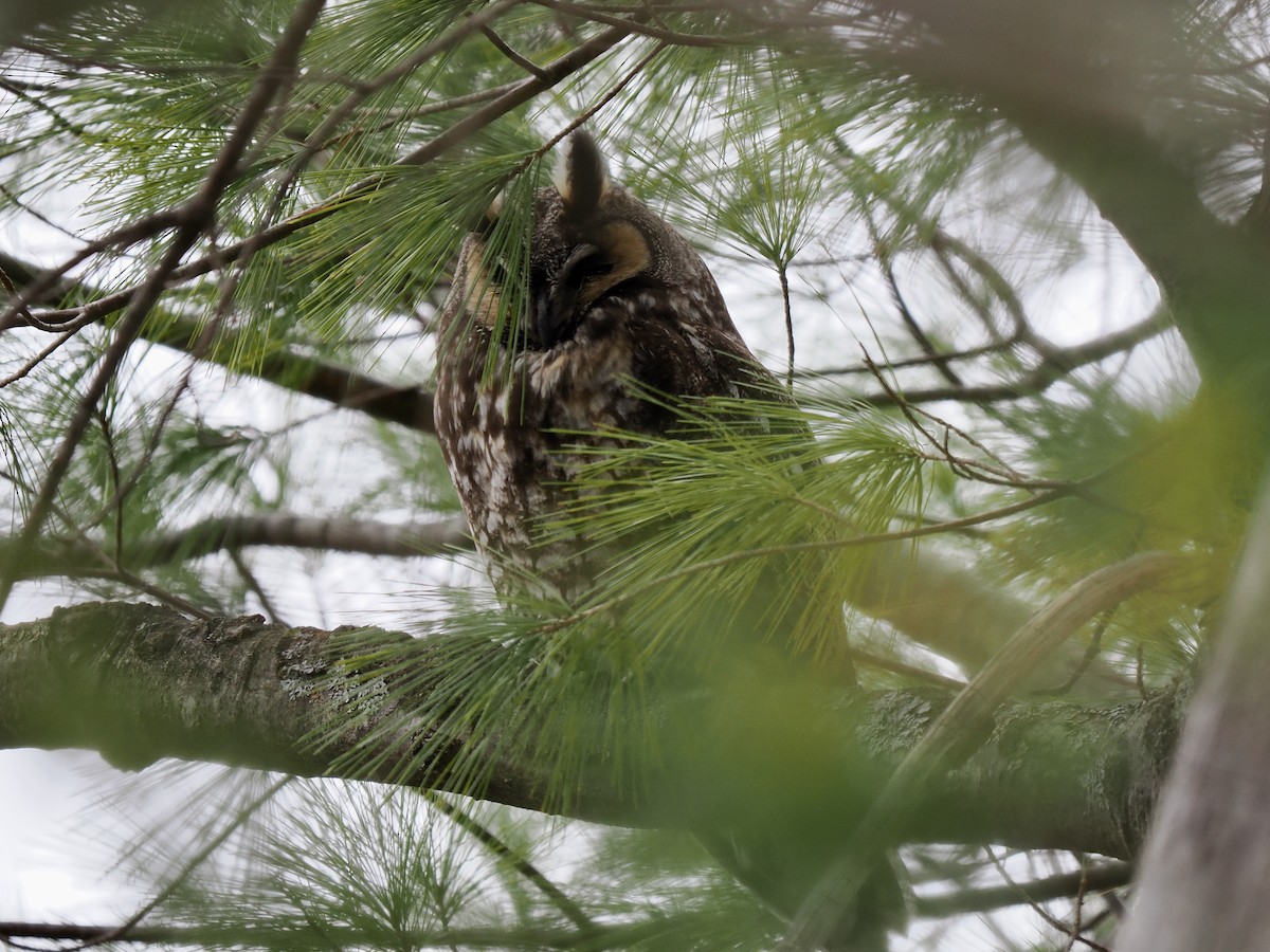 Long-eared Owl - ML617086135