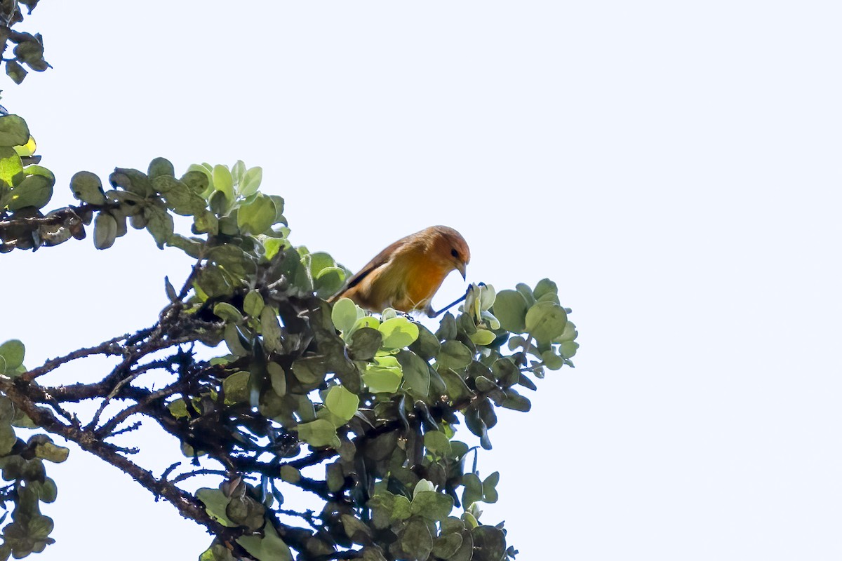 Hawaii-Akepakleidervogel - ML617086296