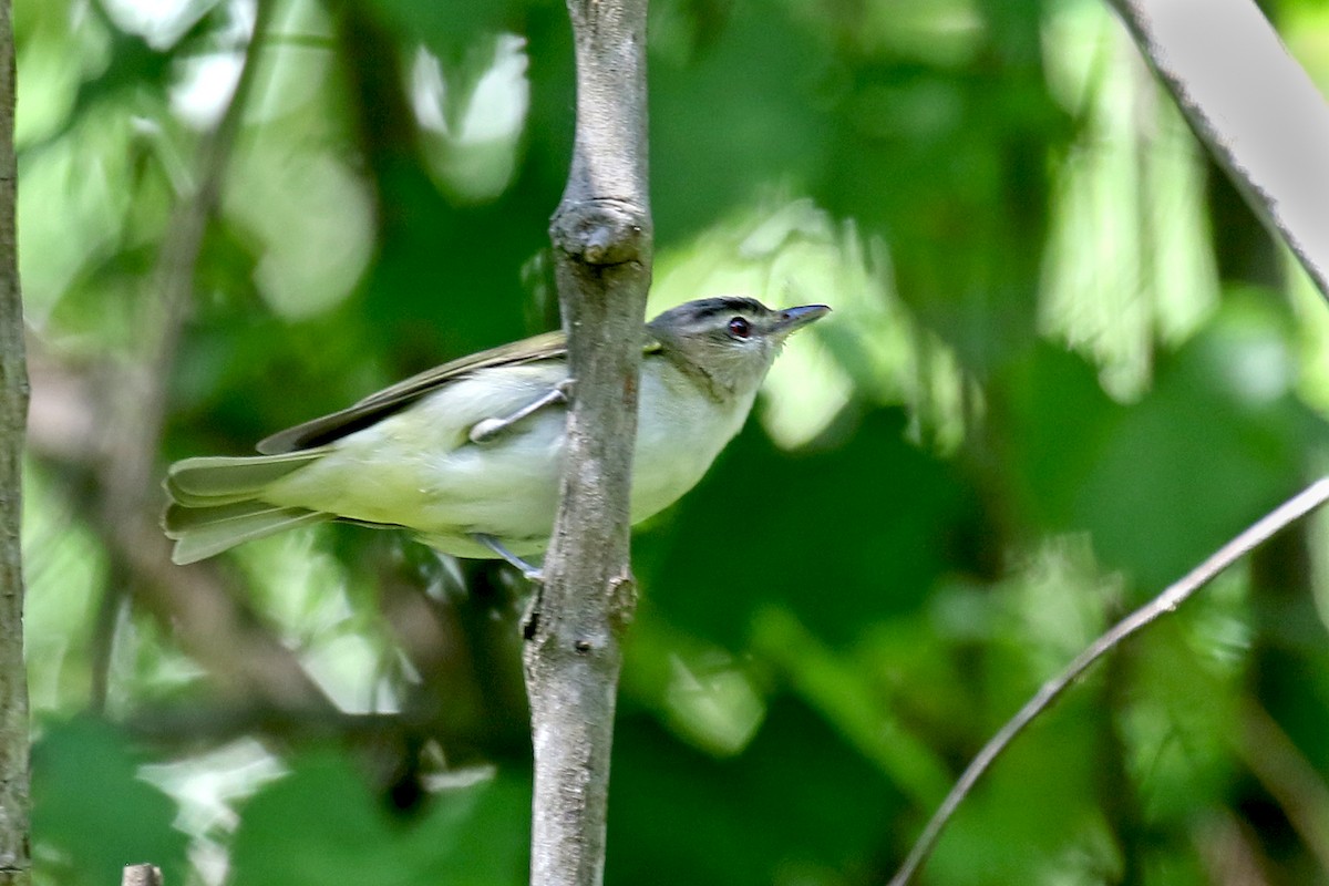 Red-eyed Vireo - Dick Dionne