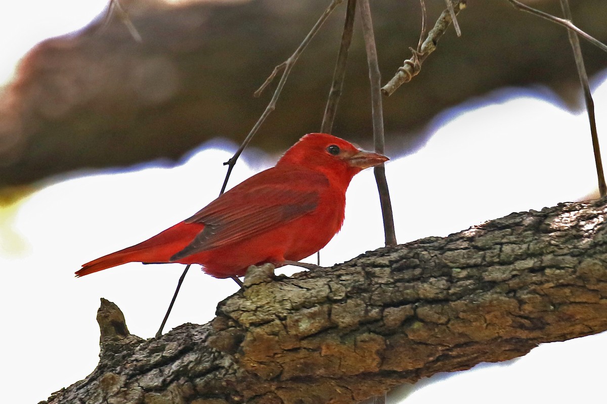 Summer Tanager - Dick Dionne