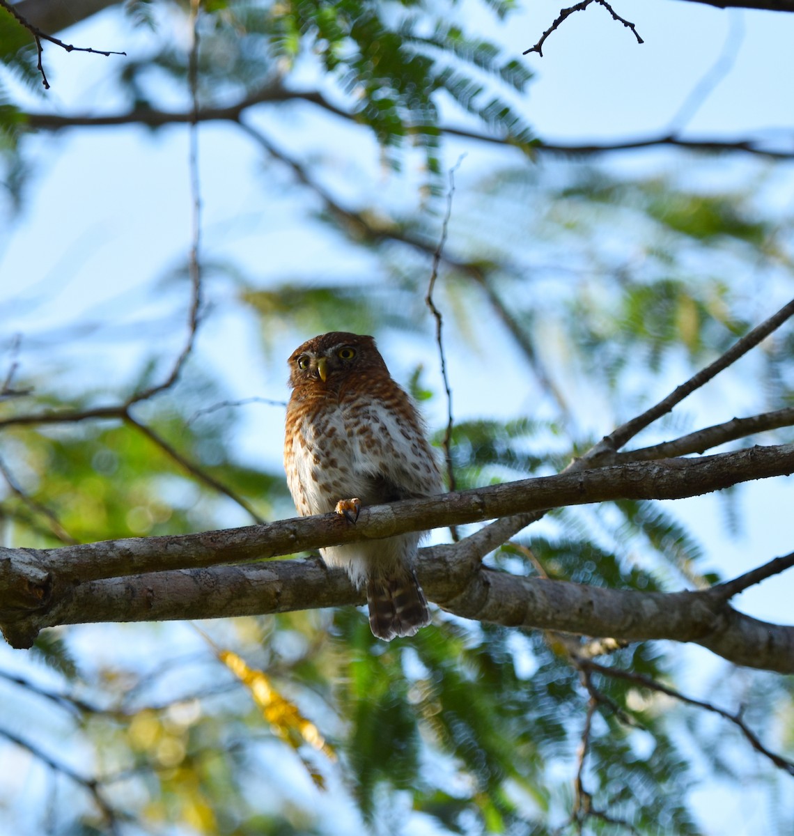 Cuban Pygmy-Owl - ML617086441