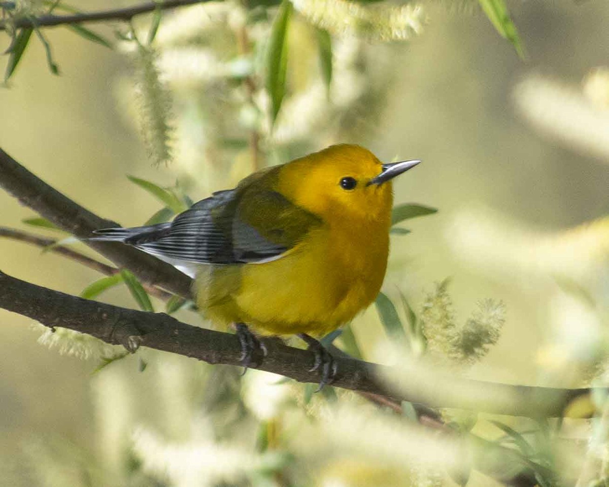 Prothonotary Warbler - ML617086586