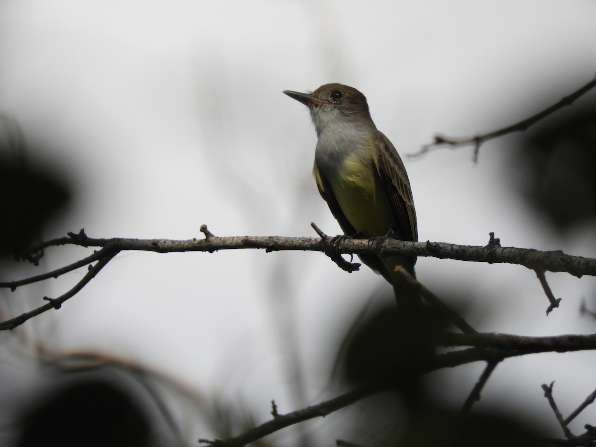Brown-crested Flycatcher - Guadalupe Molinaro