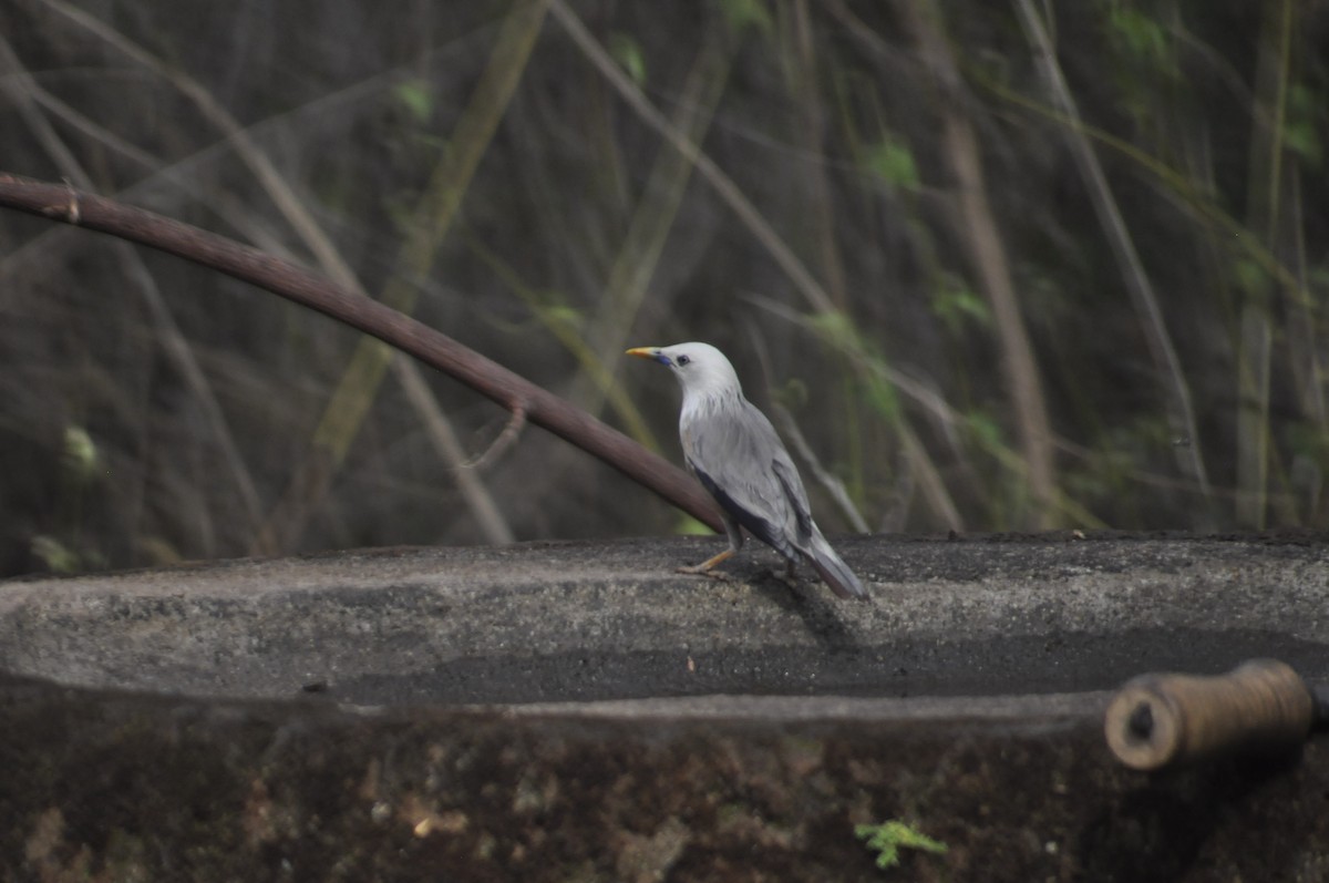 Malabar Starling - Anirudh Nayak