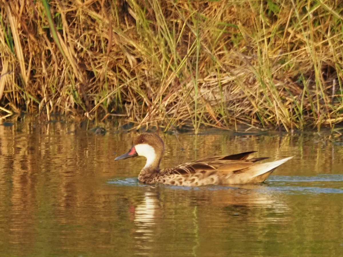 eBird Checklist - 20 Mar 2024 - Trinidad and Tobago - 199 species