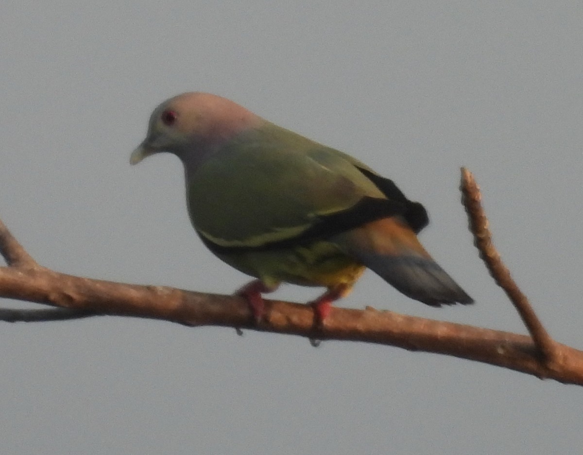 Pink-necked Green-Pigeon - ML617086822