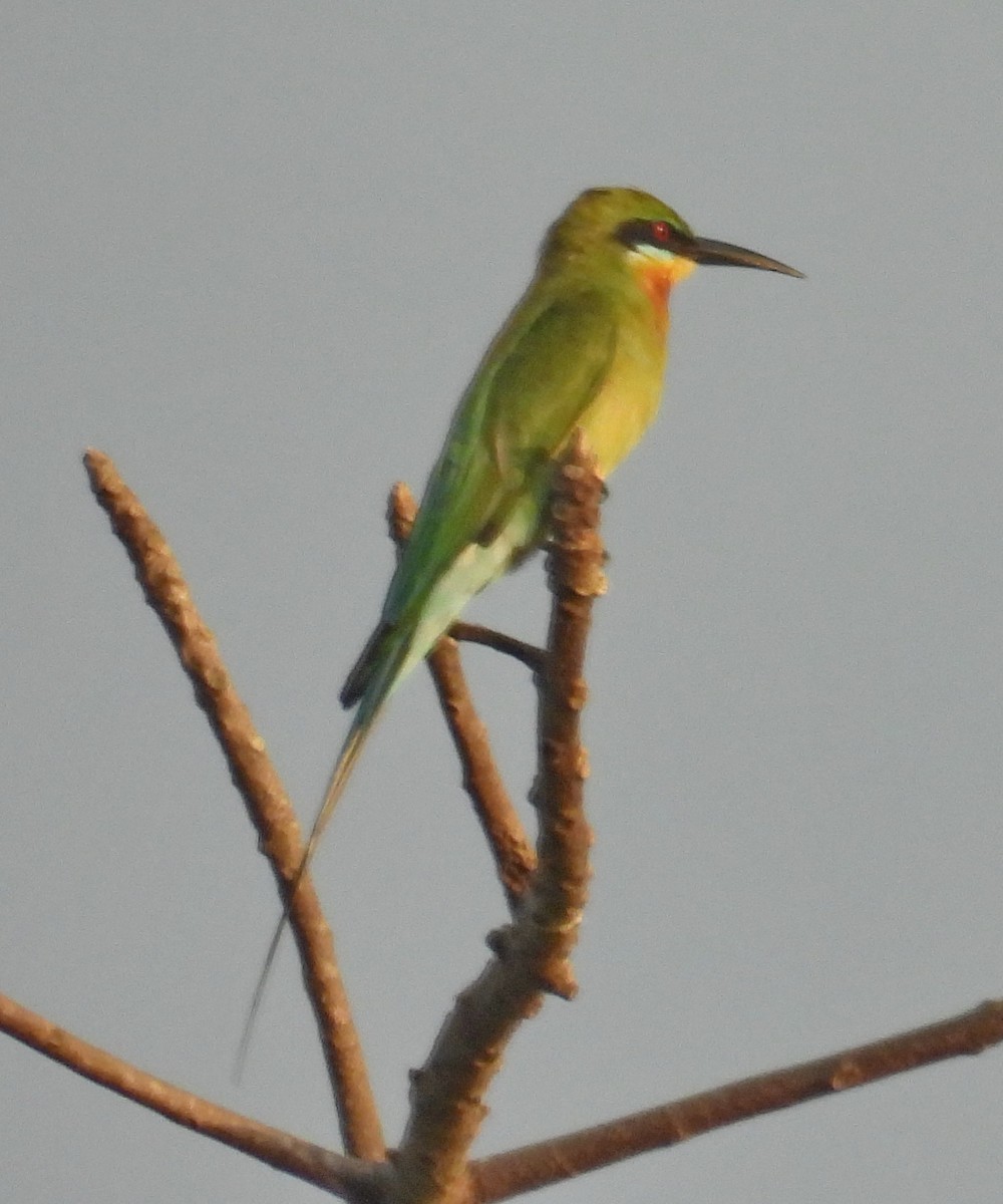 Blue-tailed Bee-eater - ML617086910