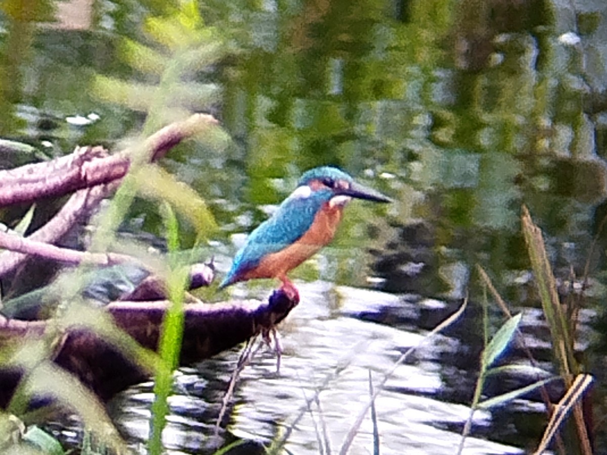 Common Kingfisher - ML617087062