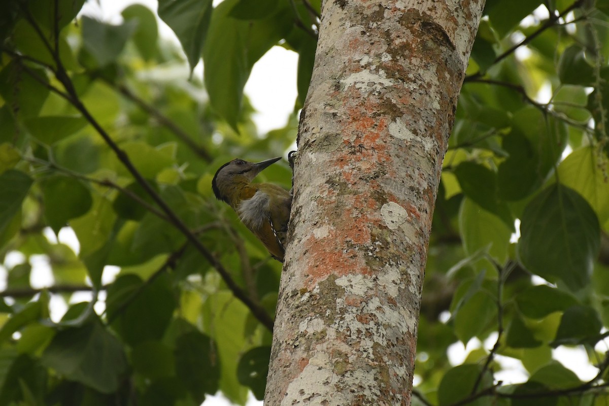Gray-headed Woodpecker - ML617087218