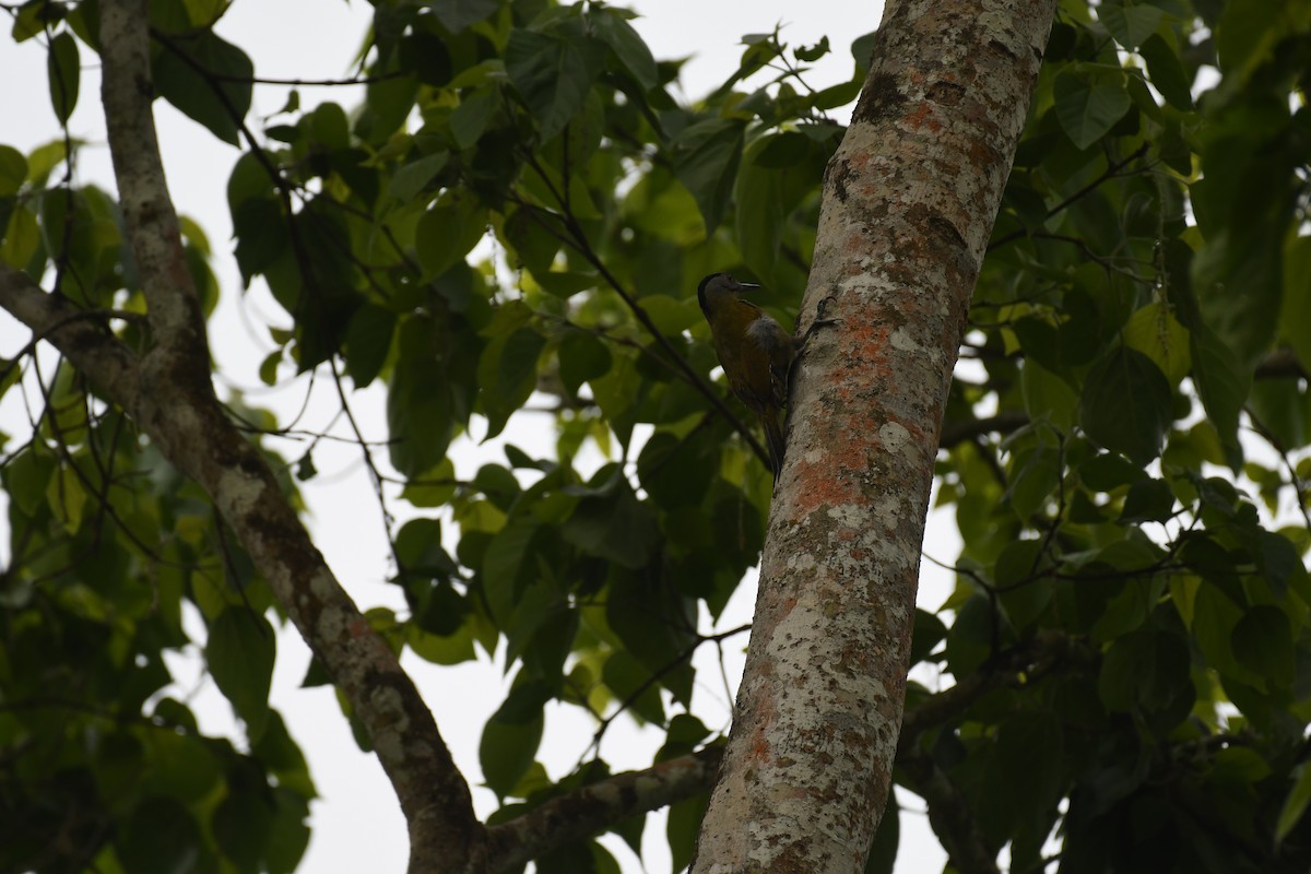 Gray-headed Woodpecker - ML617087219