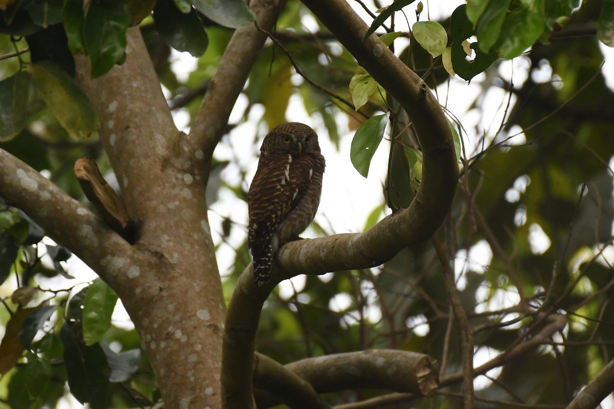 Asian Barred Owlet - ML617087254