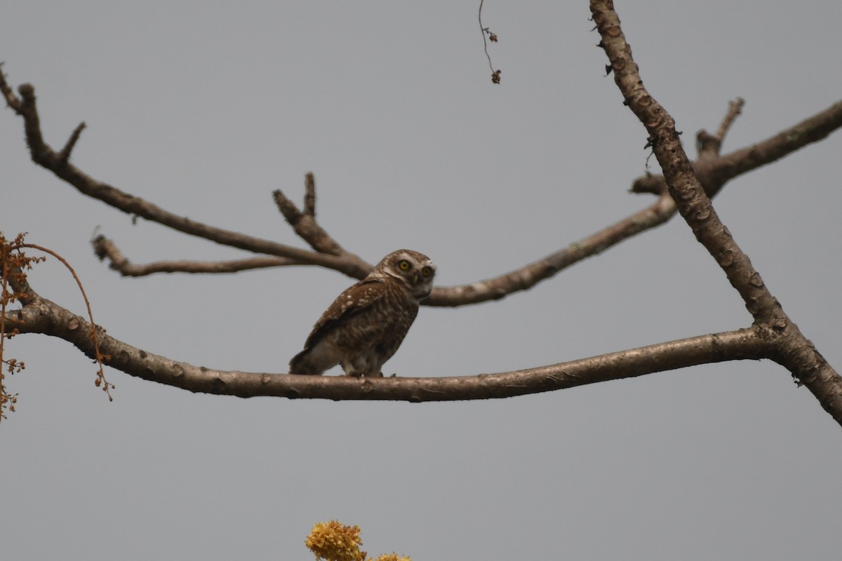 Spotted Owlet - ML617087265