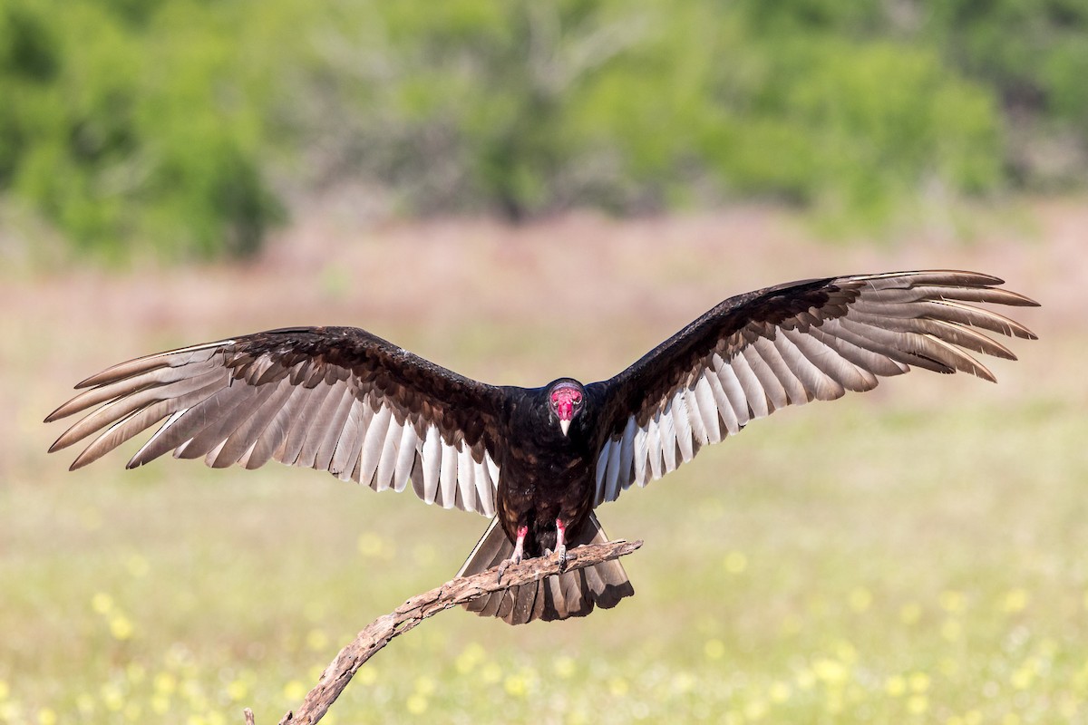Turkey Vulture - ML617087360