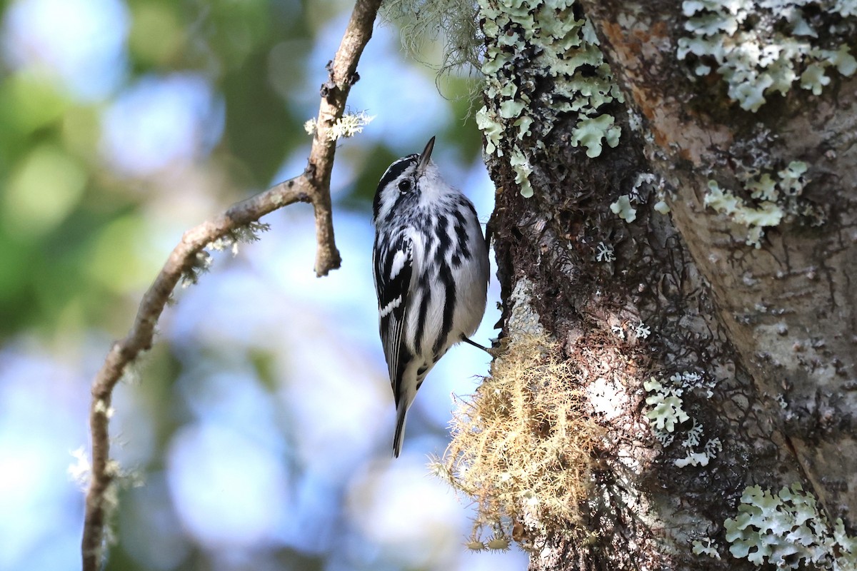 Black-and-white Warbler - ML617087379