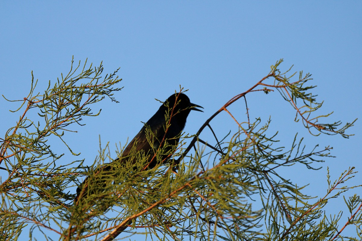 Boat-tailed Grackle - ML617087422