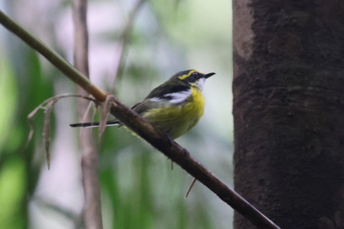 Yellow-breasted Boatbill - ML617087469