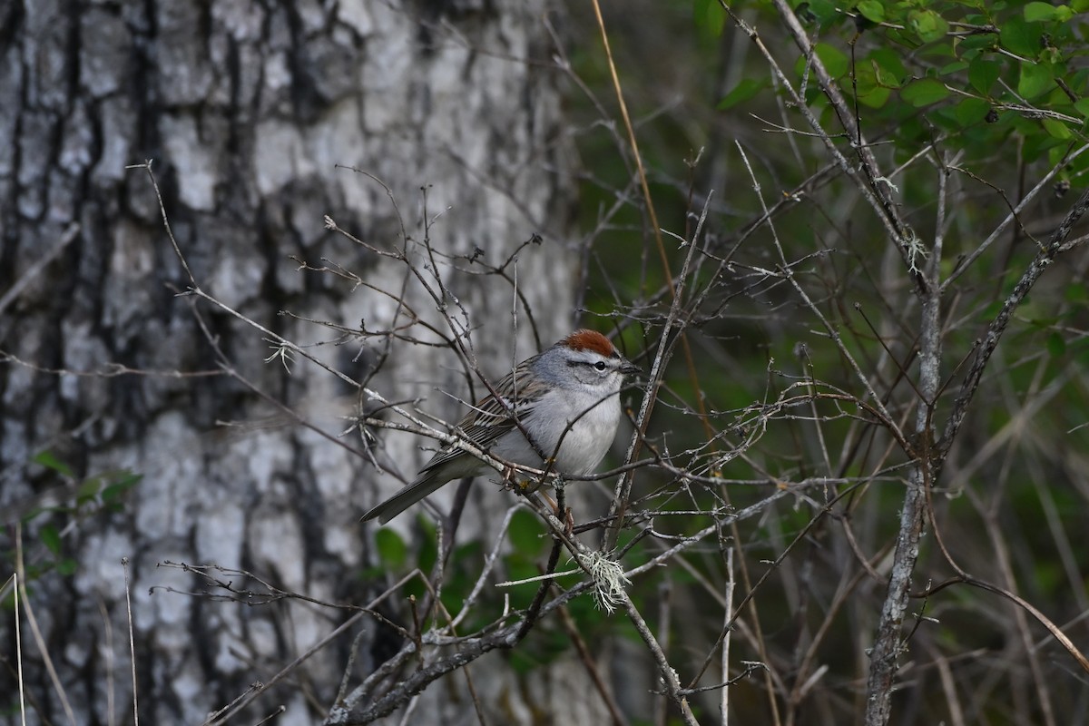 Chipping Sparrow - ML617087507