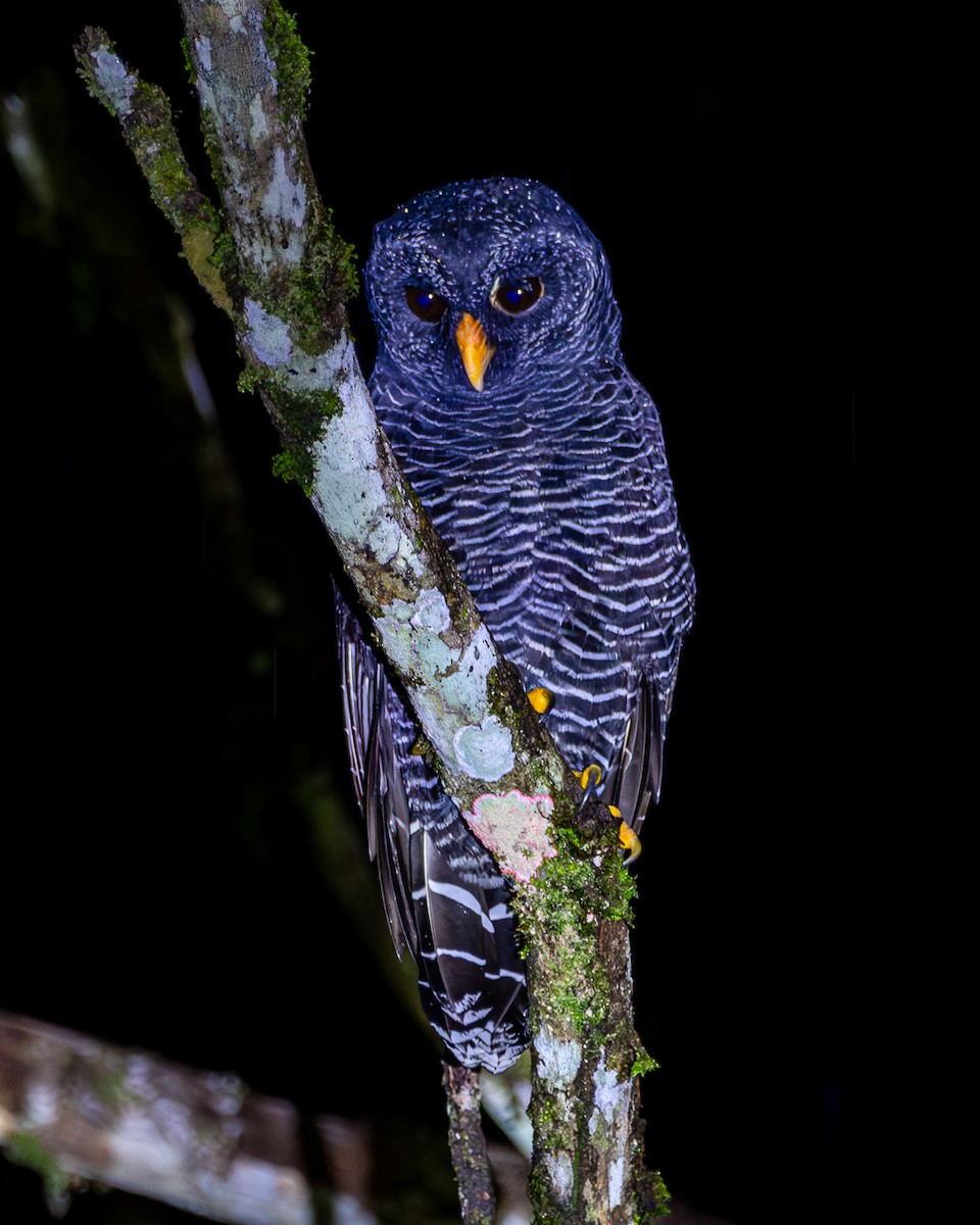 Black-banded Owl - ML617087568