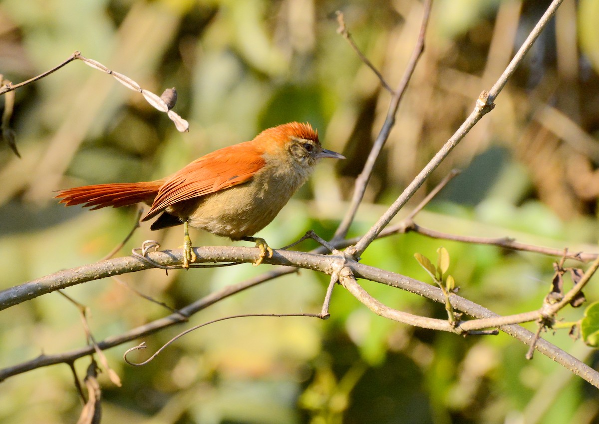 Rusty-backed Spinetail - ML617087760