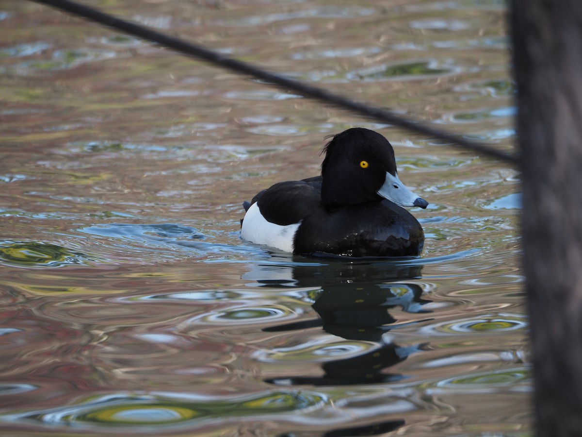 Tufted Duck - ML617087876