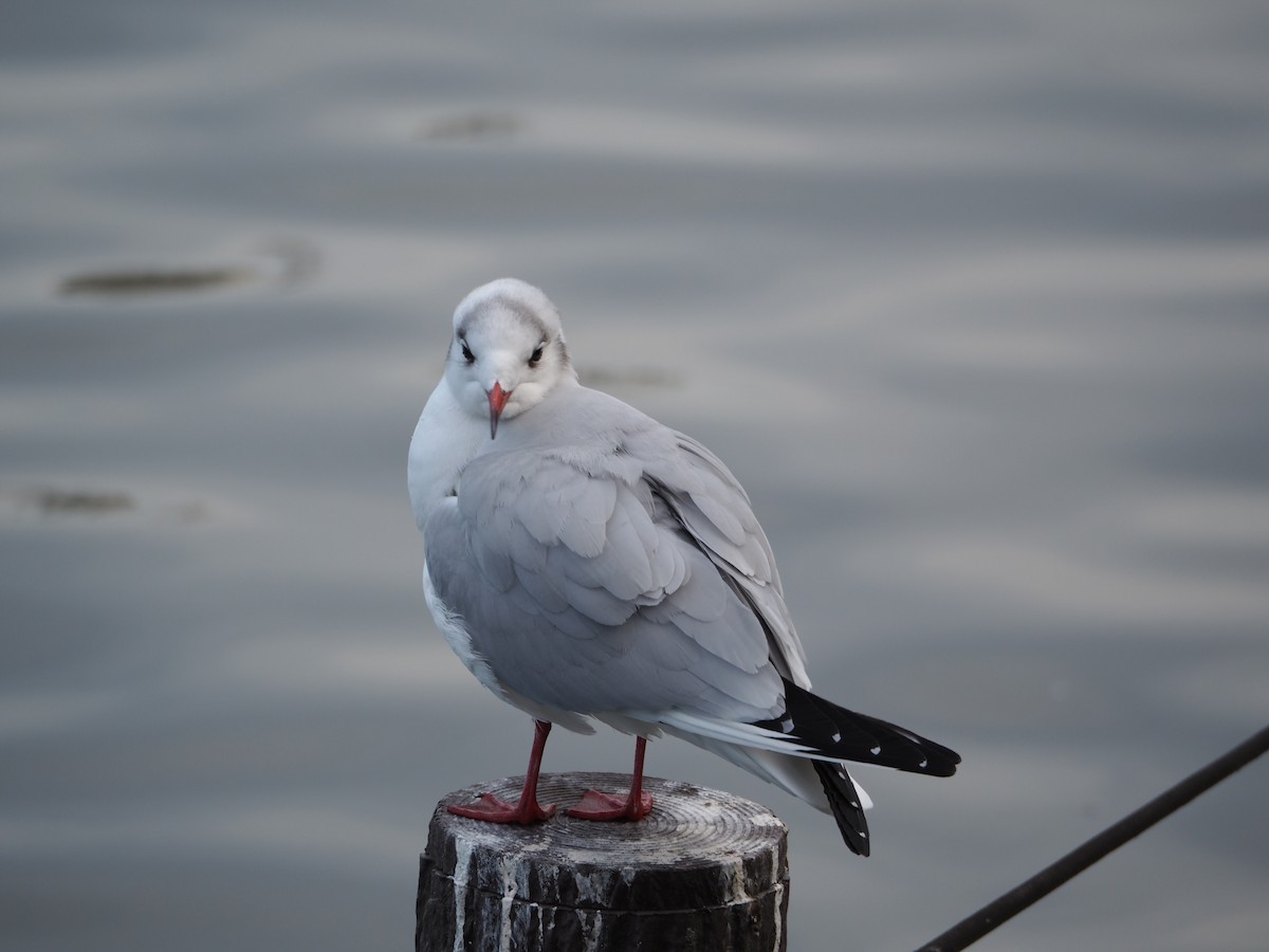 Mouette rieuse - ML617087888