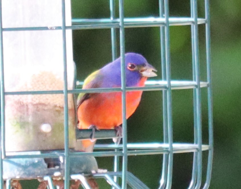 Painted Bunting - ML617087939
