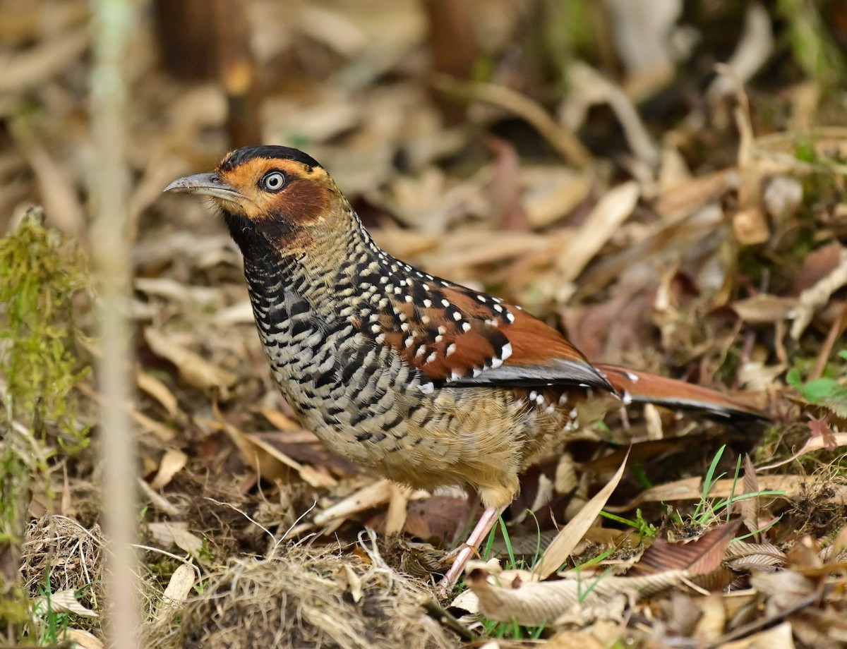 Spotted Laughingthrush - ML617087949