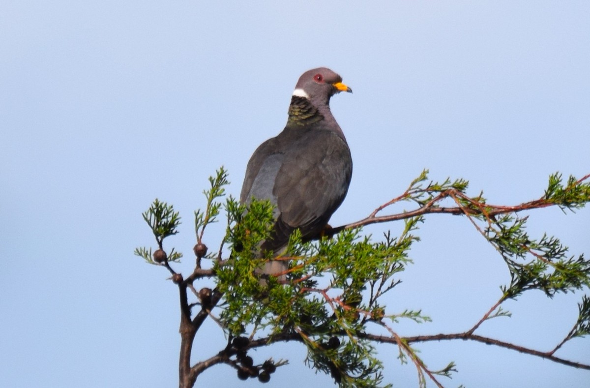 Band-tailed Pigeon - ML617087957