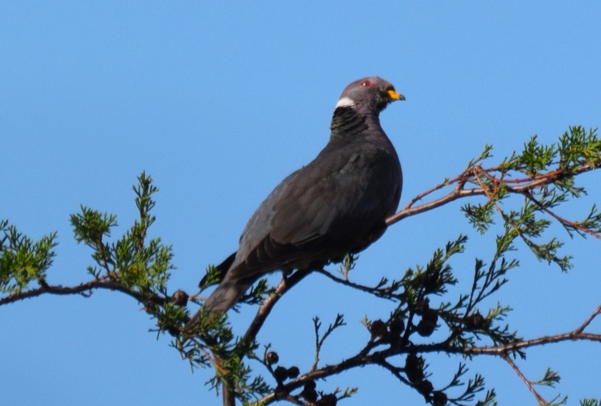 Band-tailed Pigeon - ML617087958