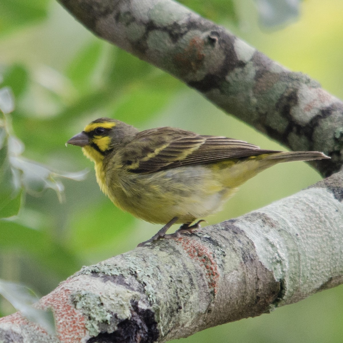 Yellow-fronted Canary - ML617088128