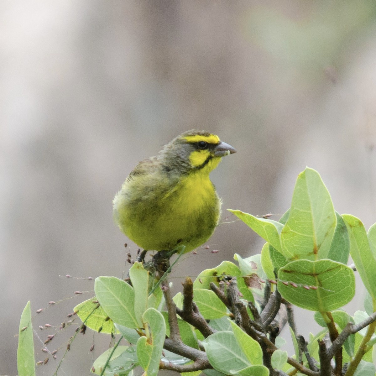 Yellow-fronted Canary - ML617088129