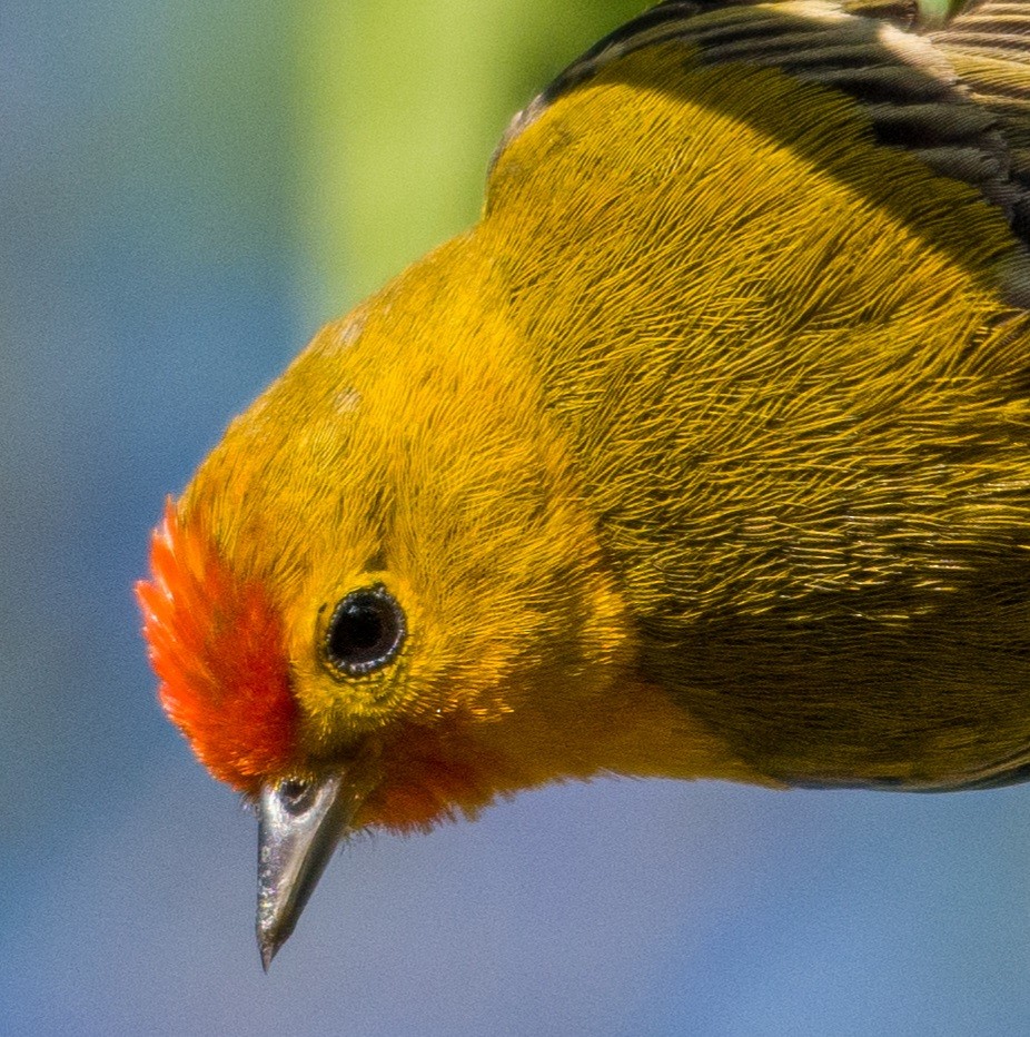 Fire-capped Tit - ML617088181
