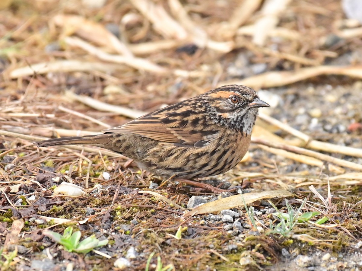 Rufous-breasted Accentor - ML617088213