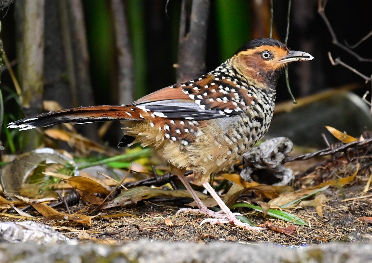 Spotted Laughingthrush - ML617088436