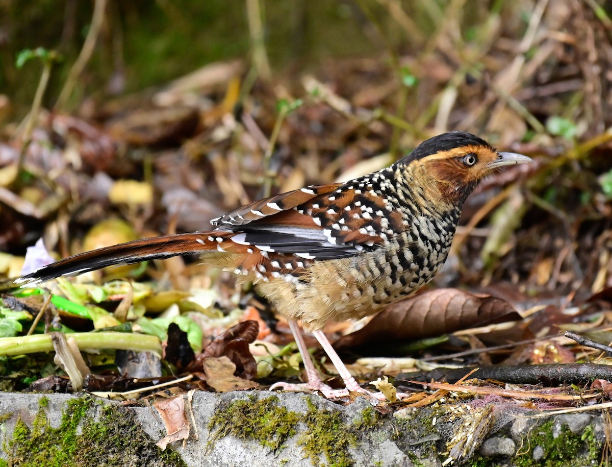 Spotted Laughingthrush - ML617088445