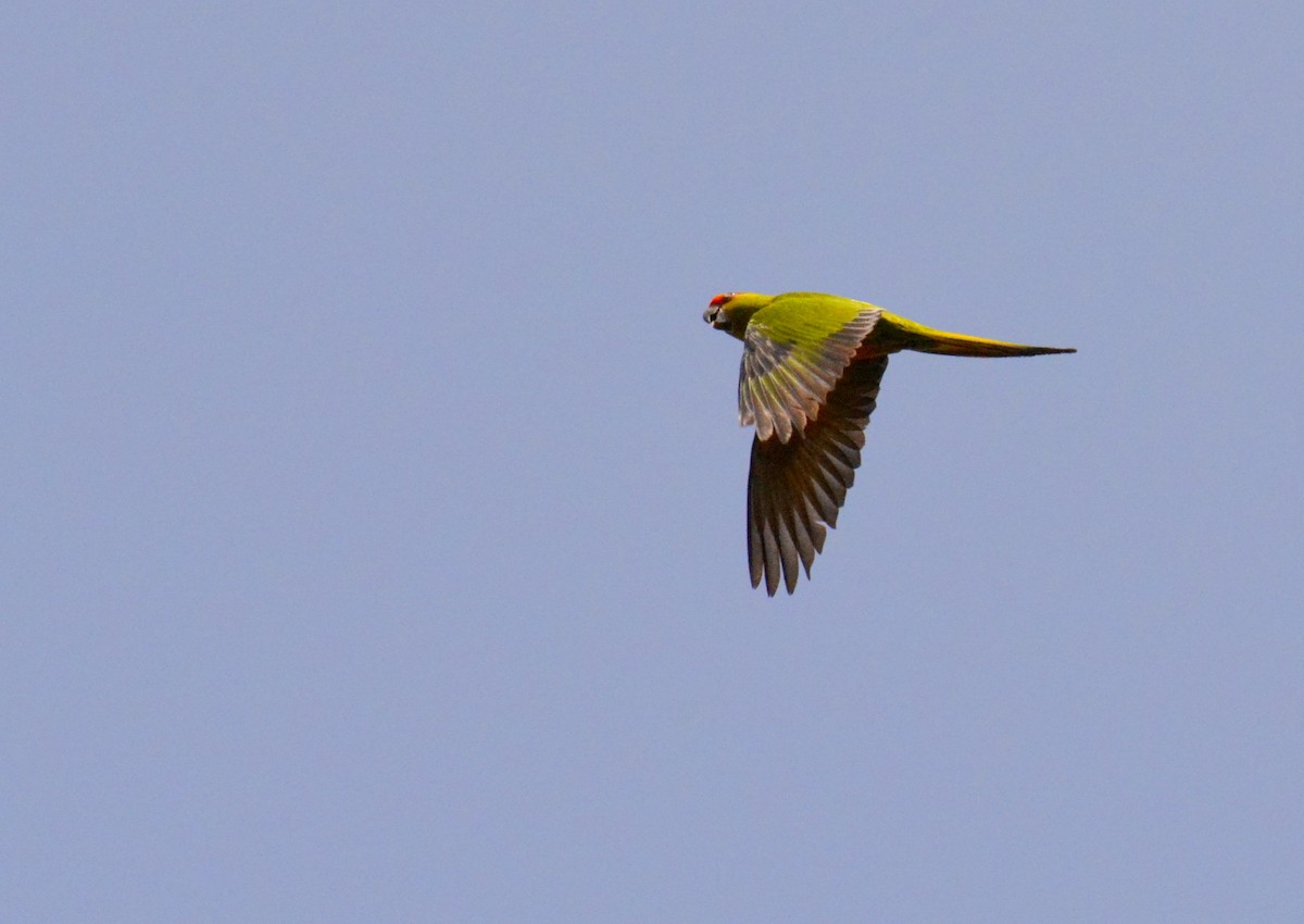 Golden-capped Parakeet - ML617088536