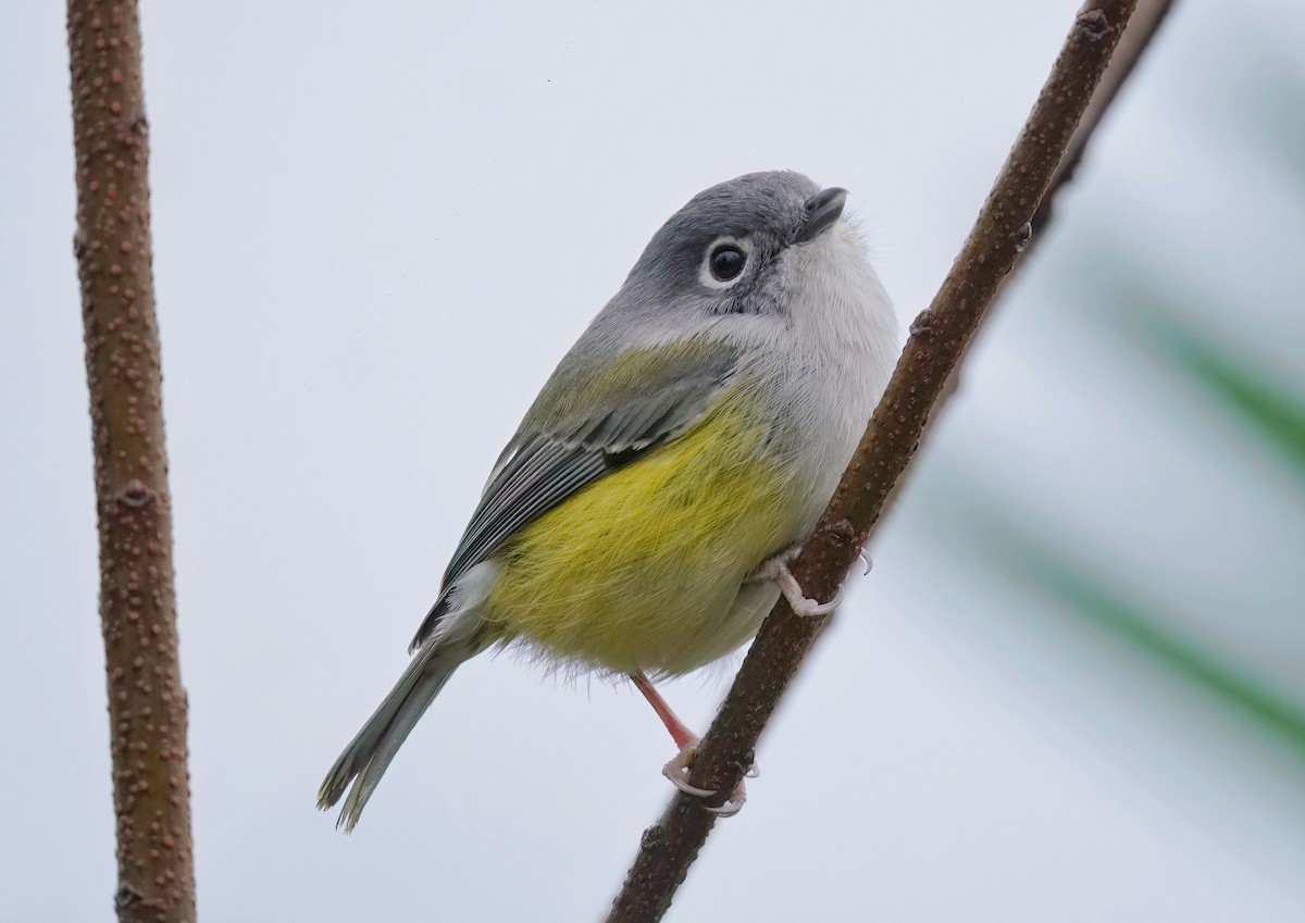 Green Shrike-Babbler (Eye-ringed) - ML617088574