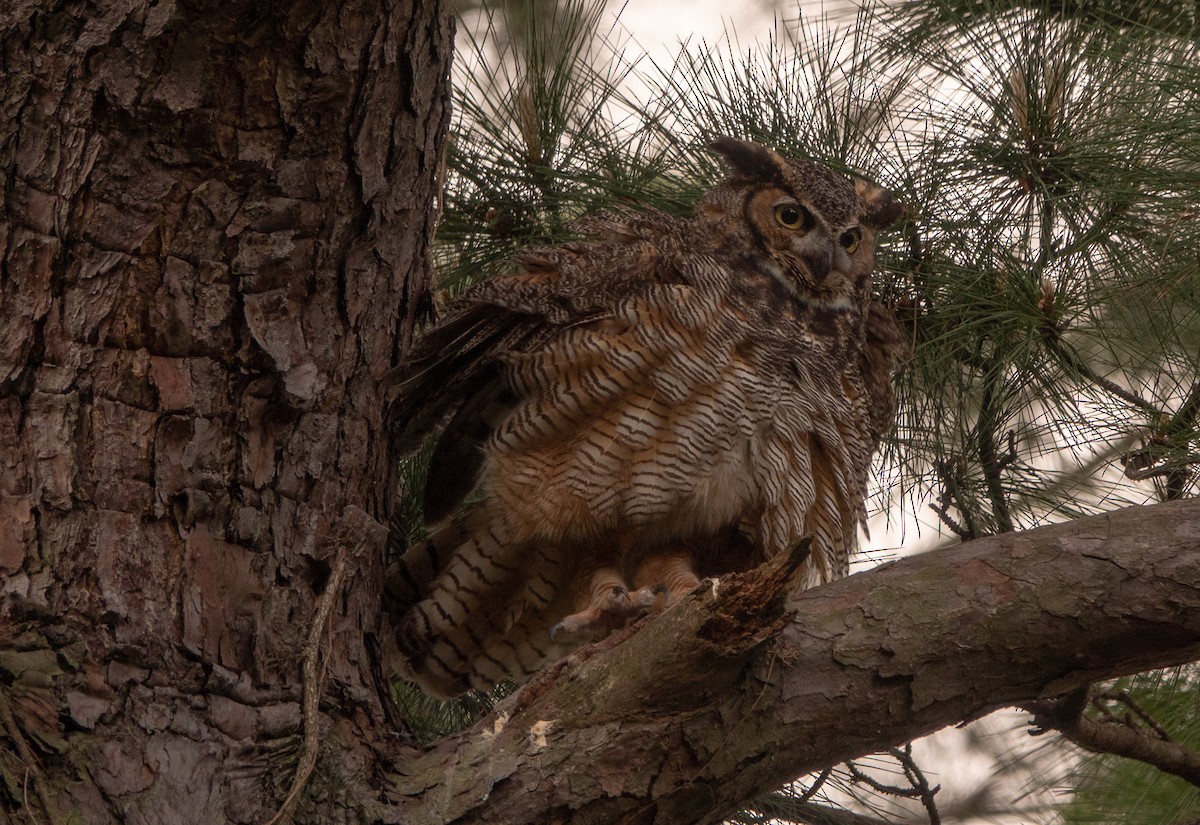 Great Horned Owl - ML617088702