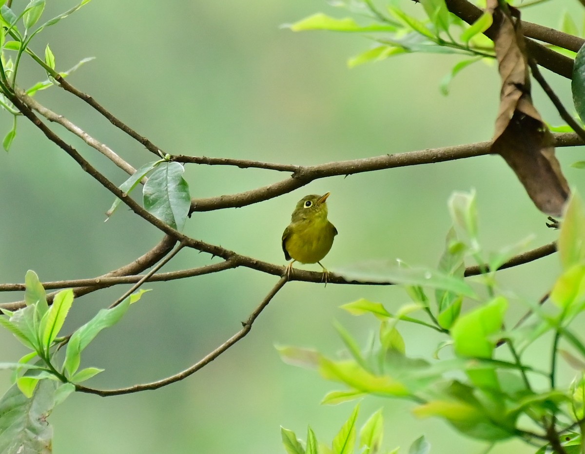 White-spectacled Warbler - Arindam Roy