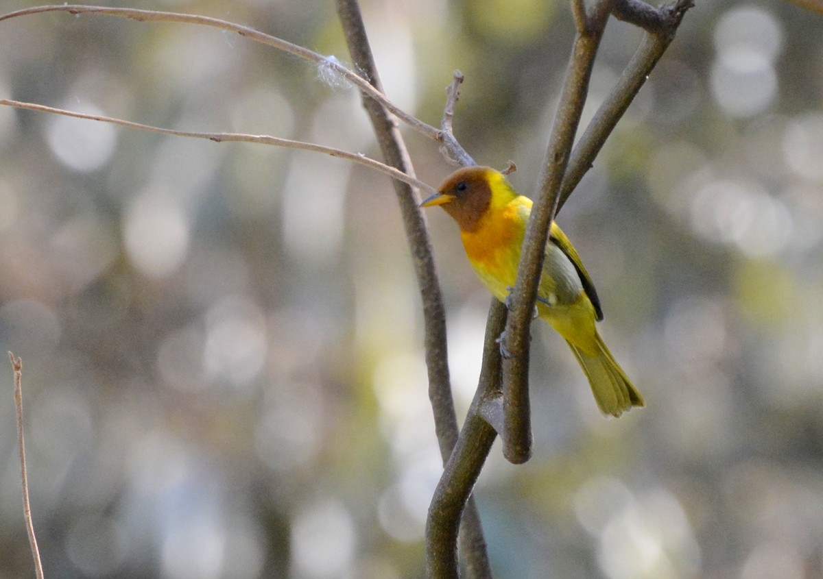 Rufous-headed Tanager - ML617088817