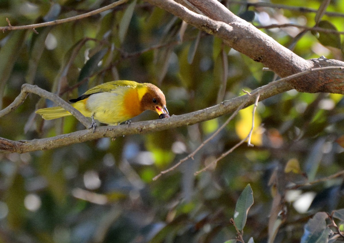 Rufous-headed Tanager - ML617088819