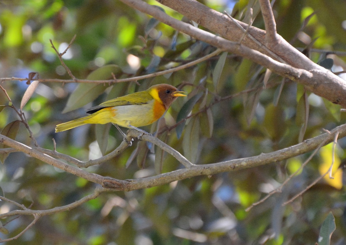 Rufous-headed Tanager - ML617088820