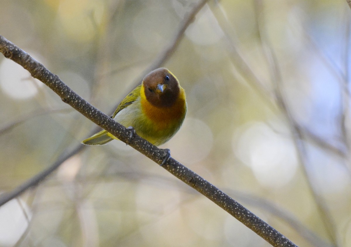 Rufous-headed Tanager - ML617088821