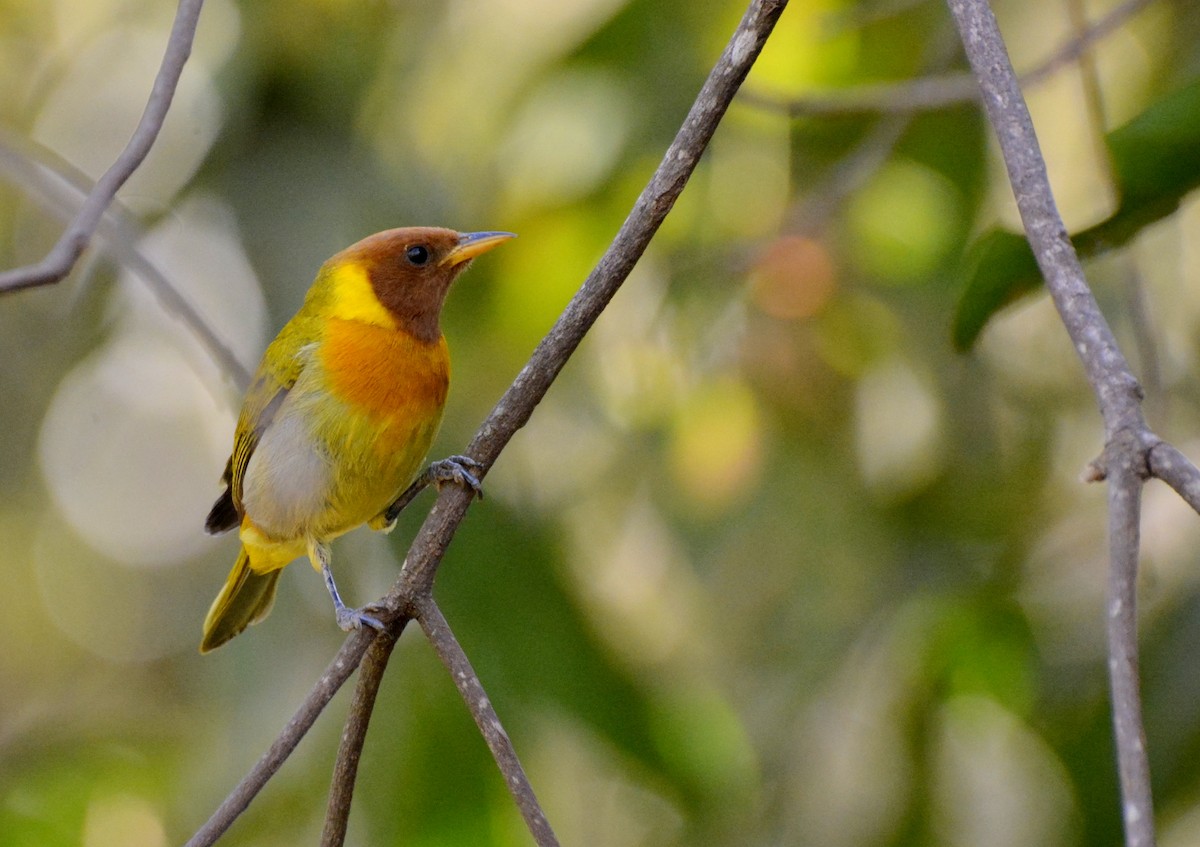 Rufous-headed Tanager - ML617088822