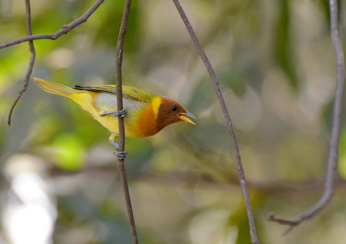 Rufous-headed Tanager - ML617088823