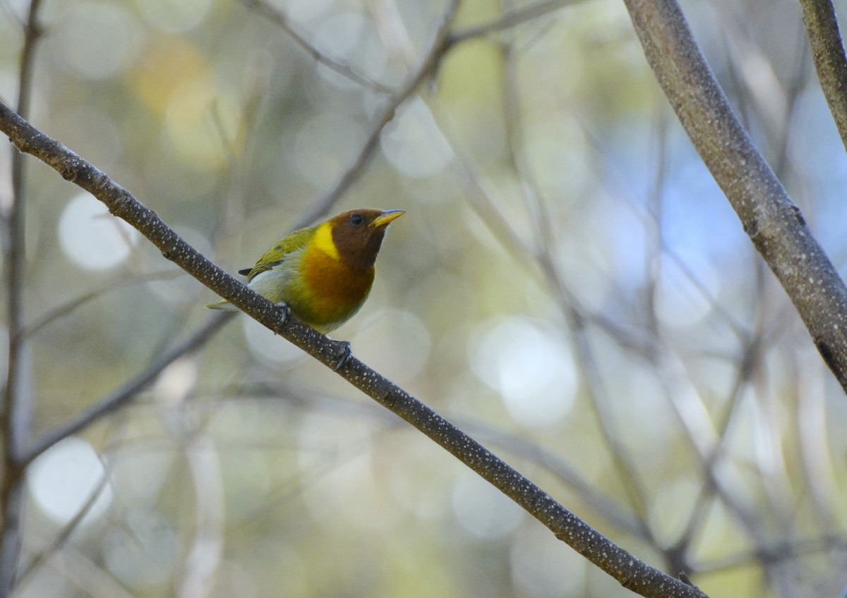 Rufous-headed Tanager - ML617088825