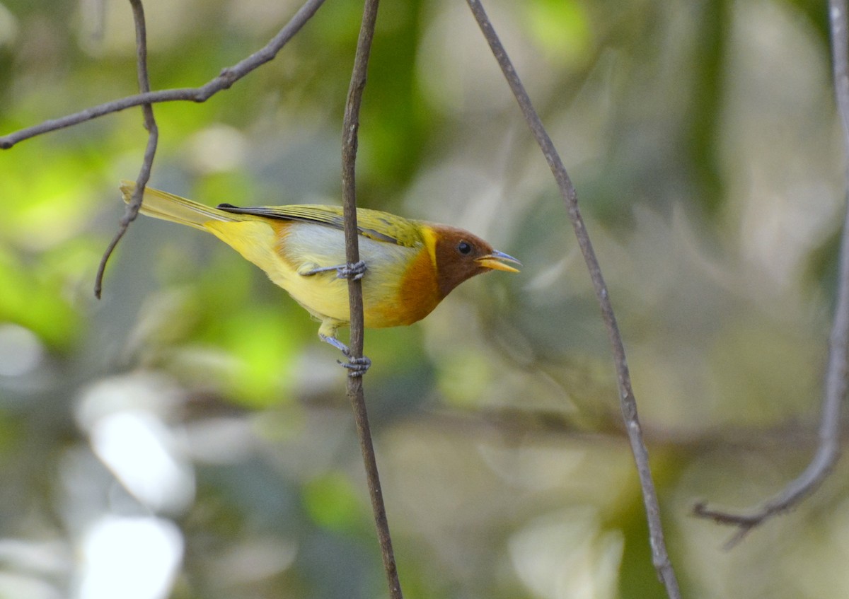 Rufous-headed Tanager - ML617088826